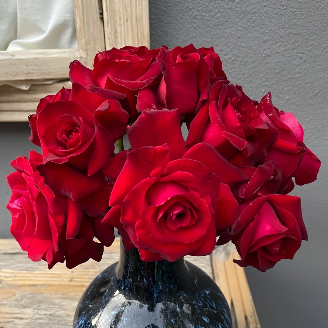 Carola Rose Plant｜卡罗拉 image 5