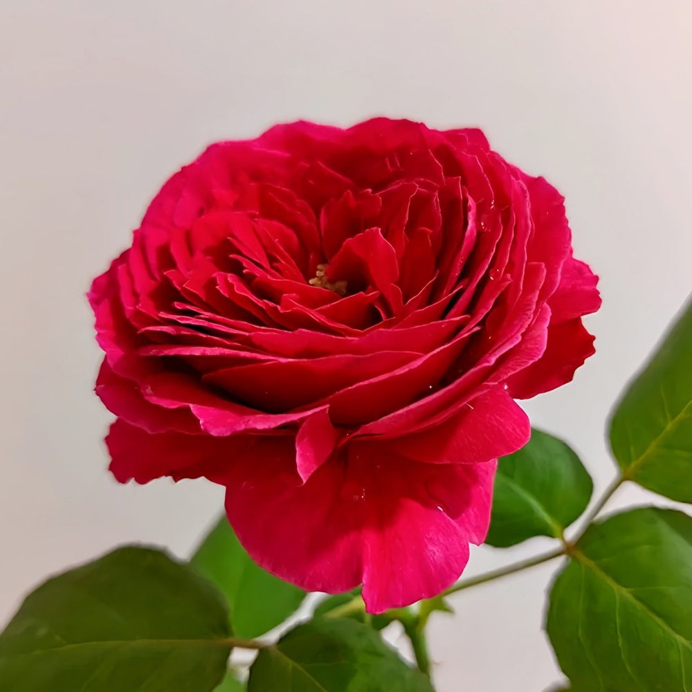 Pas de deux Rose Plant|双人芭蕾 image 8
