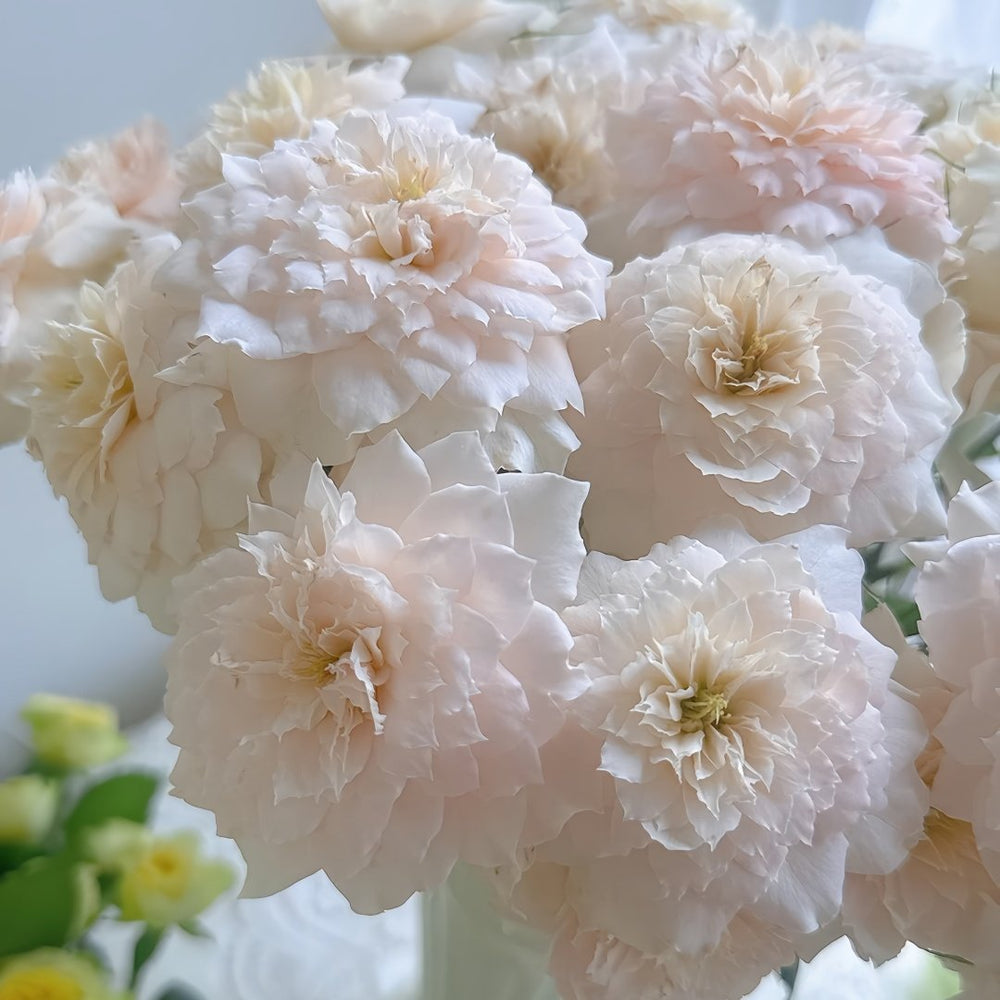 Chiffonade Rose Plant | 雪纺 image 6