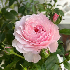 Yingyingfen Rose Plant|盈盈粉 image 3
