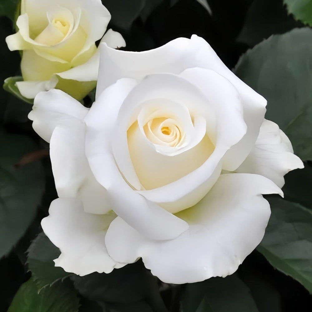 Rose Yumi Rose Plant｜尤美玫瑰 image 0
