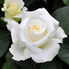 Rose Yumi Rose Plant｜尤美玫瑰 image 0