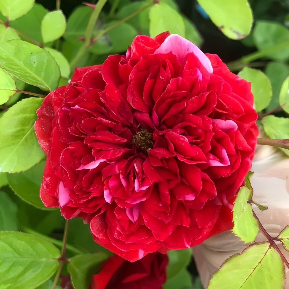 Mix Berry Rose Plant｜玫瑰浆果 image 2
