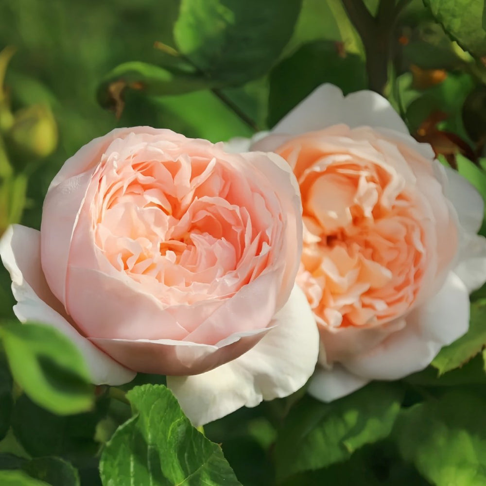 Ambridge Rose Plant|安布里奇 image 9