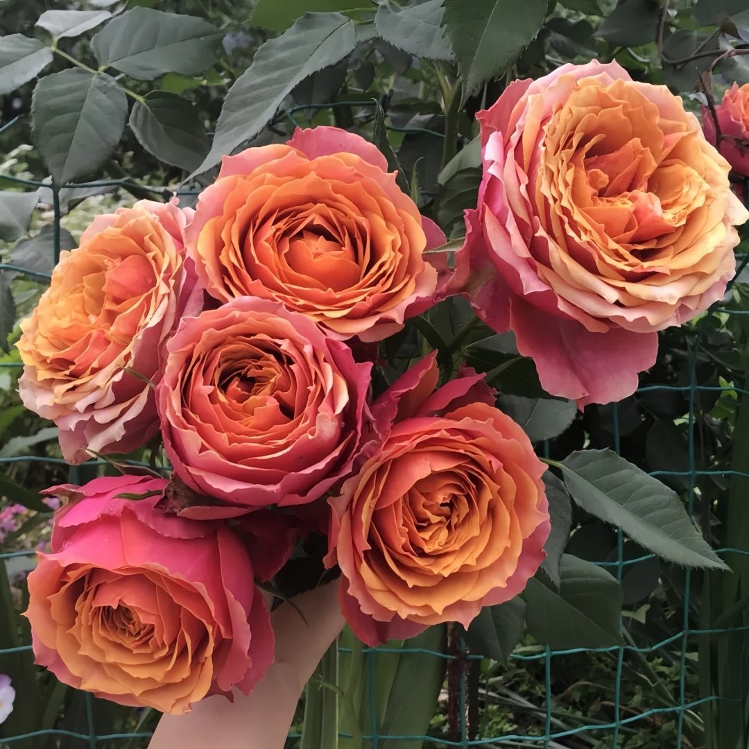Rosa 'Naples Forever' Rose Plant｜永远的那不勒斯 image 1
