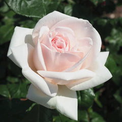 Prince Jardinier Rose Plant|园艺王子 image 3
