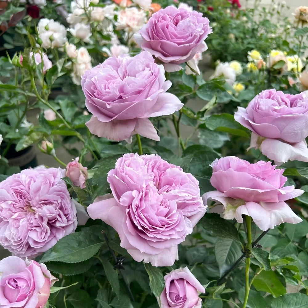 Repartil Rose Plant｜重启玫瑰 image 8