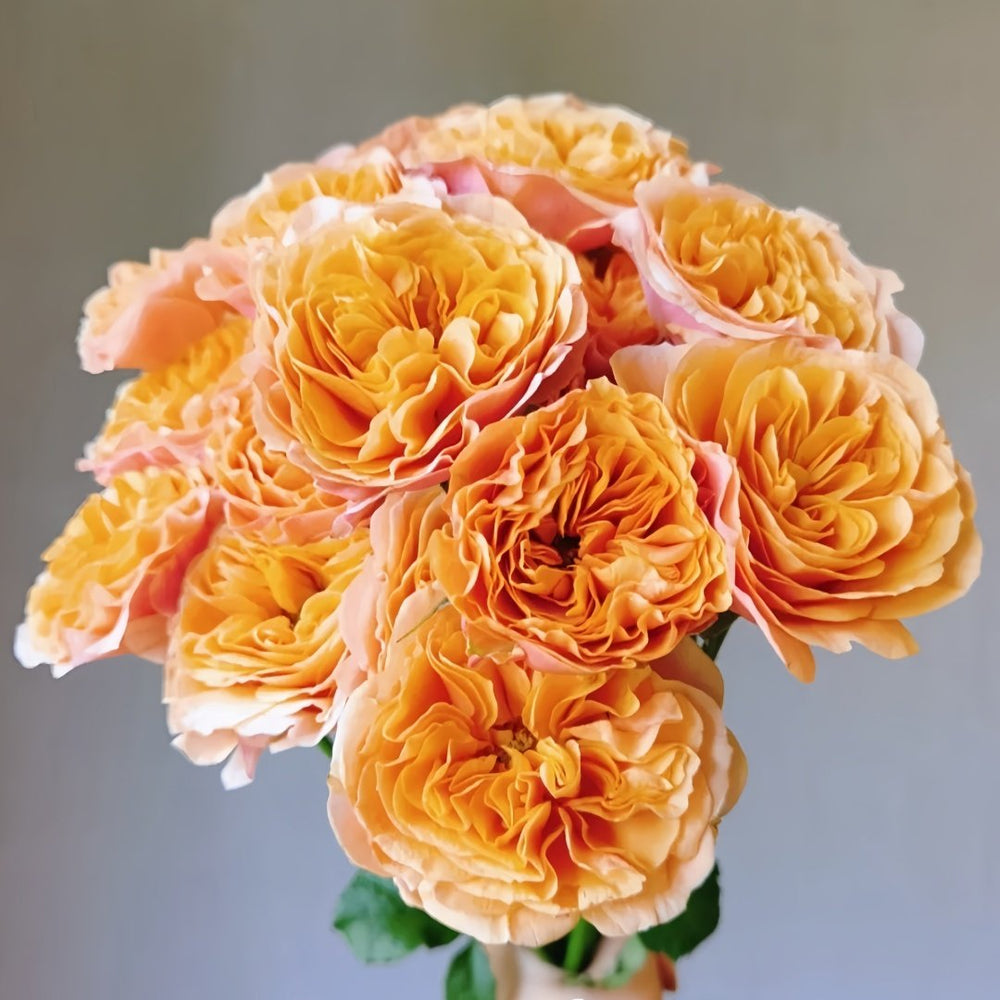 South Park Rose Plant｜南方公园 image 0