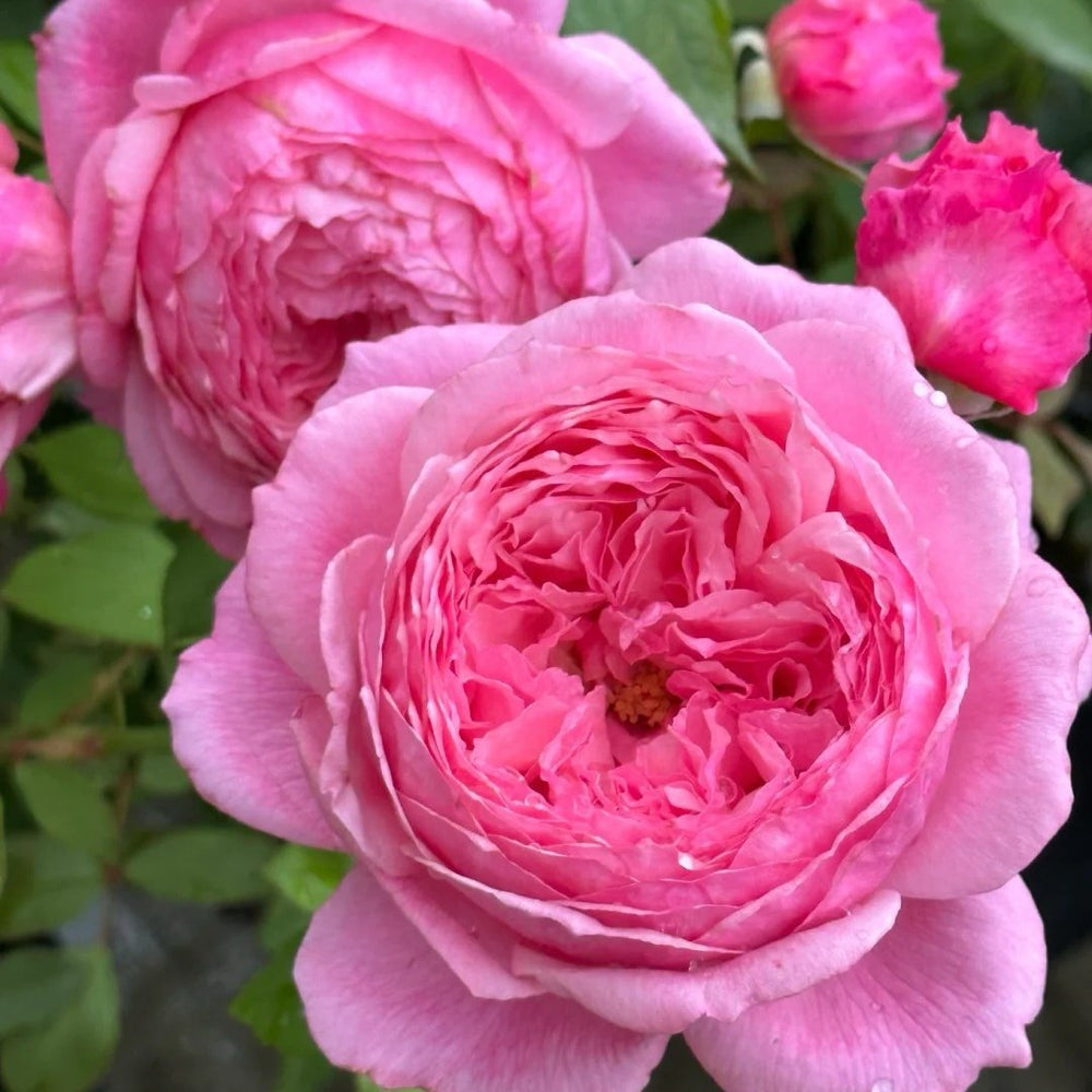 Lady Heirloom Rose Plant|女人的遗产 image 3