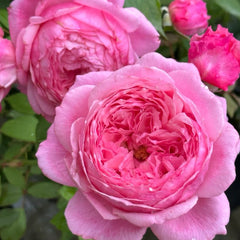 Lady Heirloom Rose Plant|女人的遗产 image 3