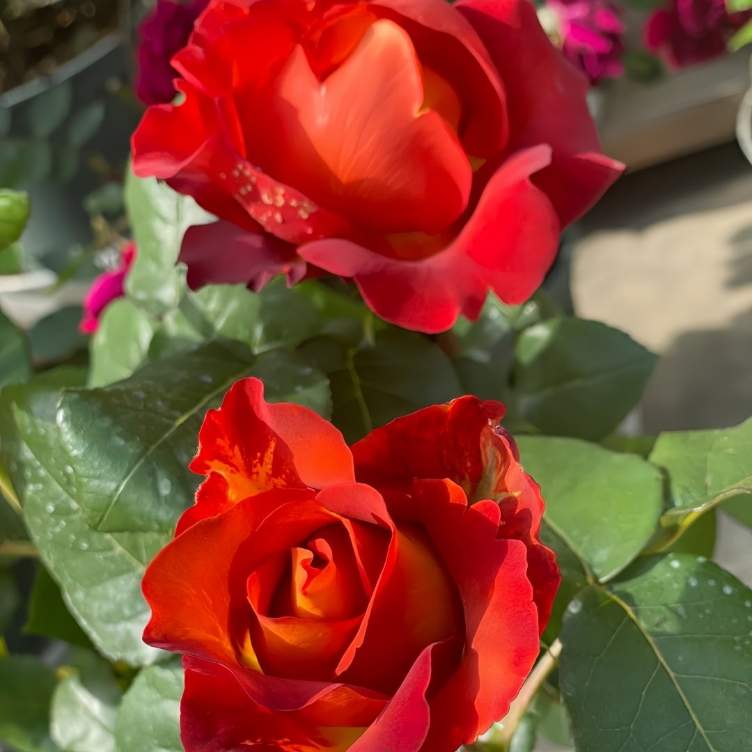 Coffee Break Rose Plant|休憩/咖啡时间 image 7