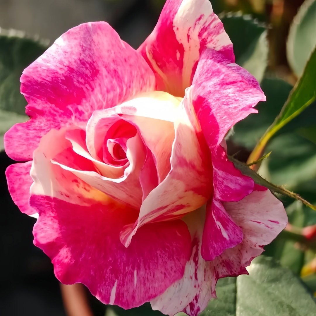 Maurice Utrillo Rose Plant｜莫里斯•尤特里罗 image 5