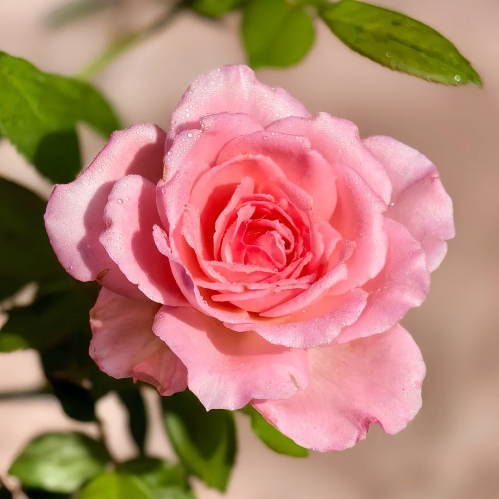 Fragonard Rose Plant | 花宫娜 image 3