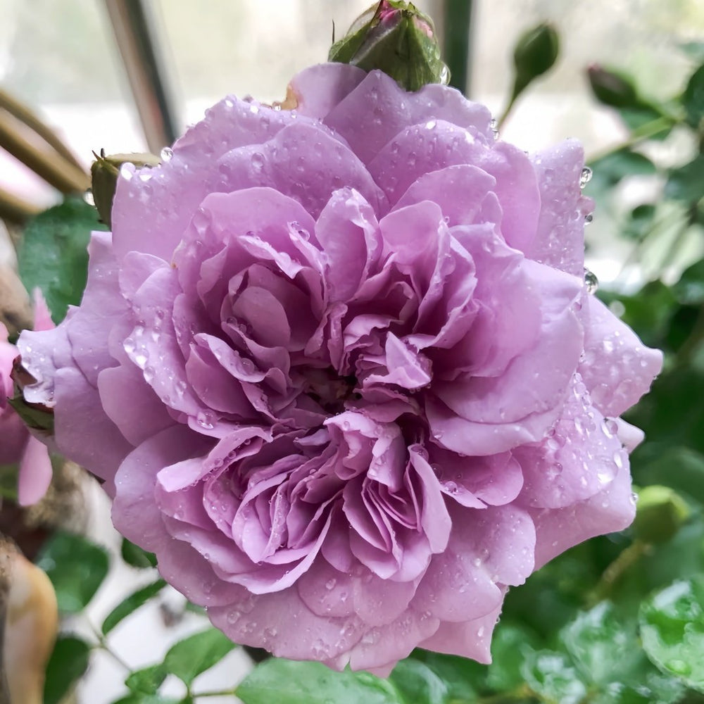 Rainy Blue Rose Plant｜蓝色阴雨 image 0