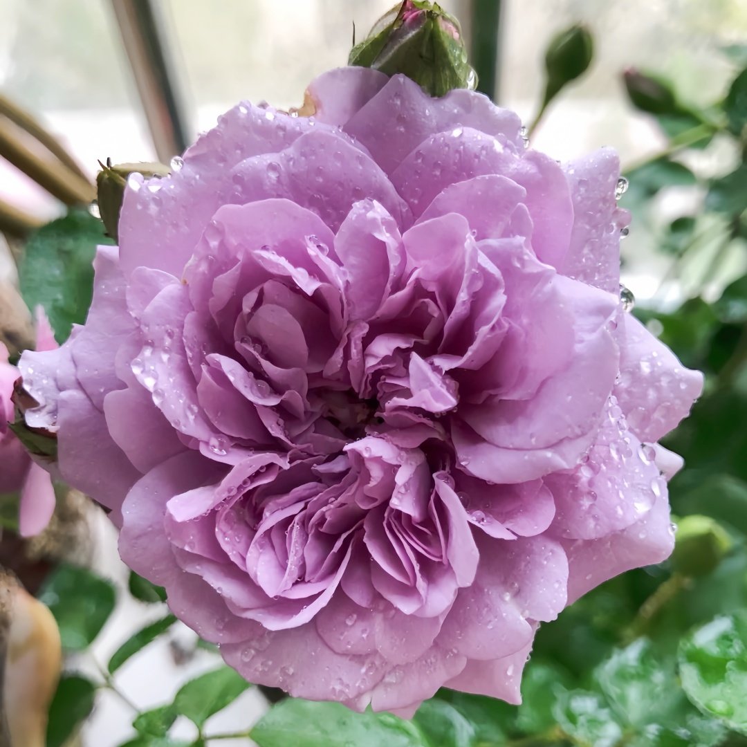 Rainy Blue Rose Plant｜蓝色阴雨 image 0