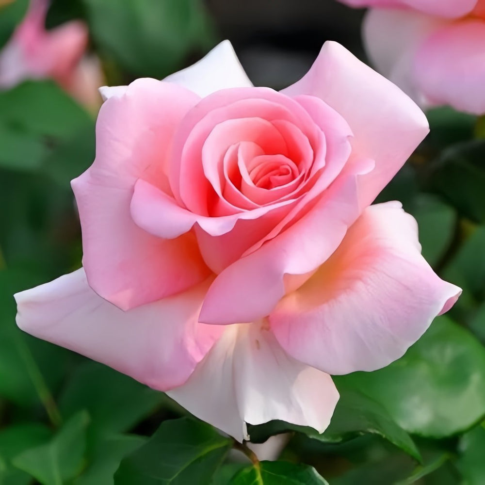 Summer Lady Rose Plant|夏日女士 image 0