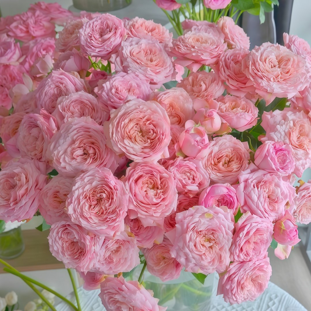 Julietta Rose Plant|朱莉叶塔 image 8