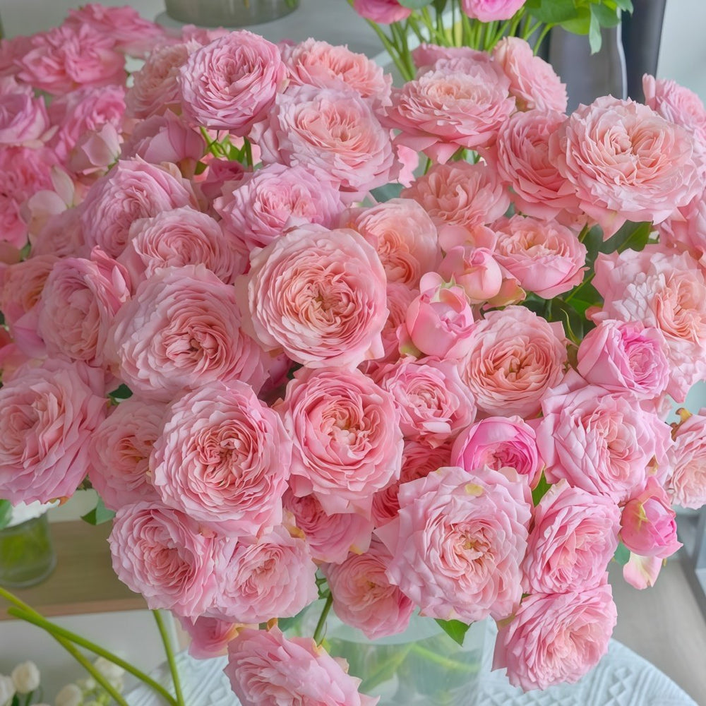 Julietta Rose Plant|朱莉叶塔 image 8