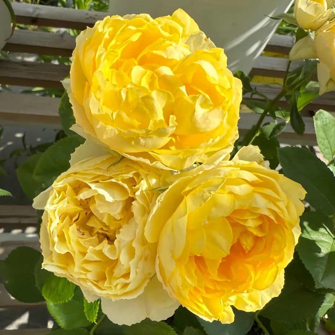 Canary Rose Plant|金丝雀 image 2
