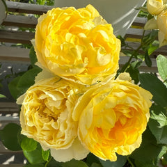 Canary Rose Plant|金丝雀 image 2
