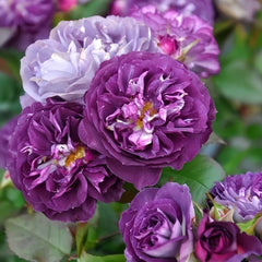 Rinaldo Rose Plant|圣十字军 image 3