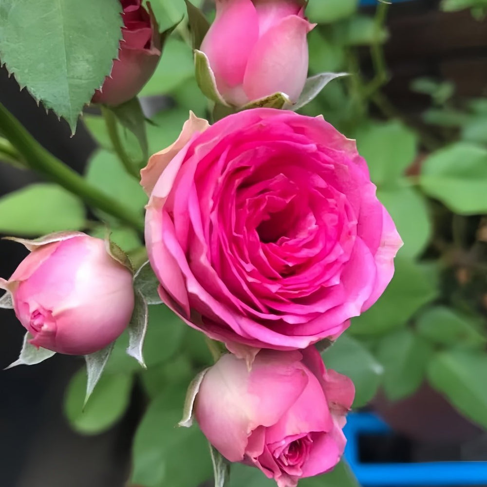 Super Sensation Rose Plant｜粉多头 image 4