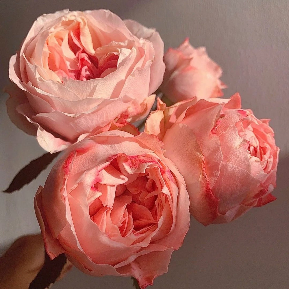 Princess Sakura Rose Plant|樱花公主 image 12