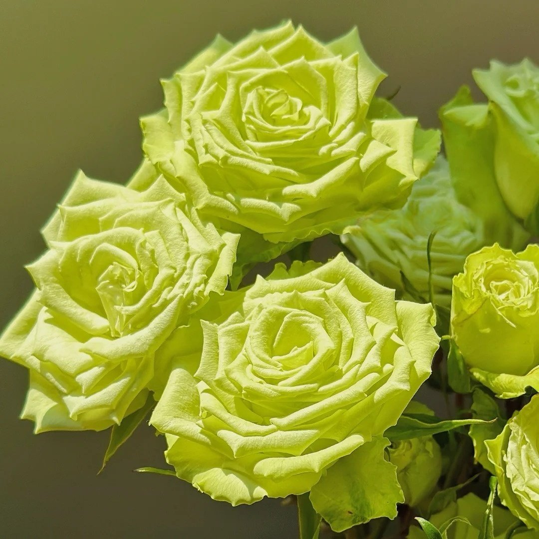 Mint Tea Rose Plant | 薄荷茶 image 4