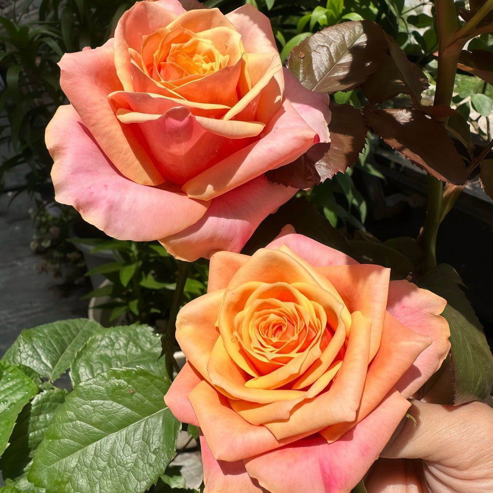 Gran Donna Rose Plant|格兰夫人 image 9