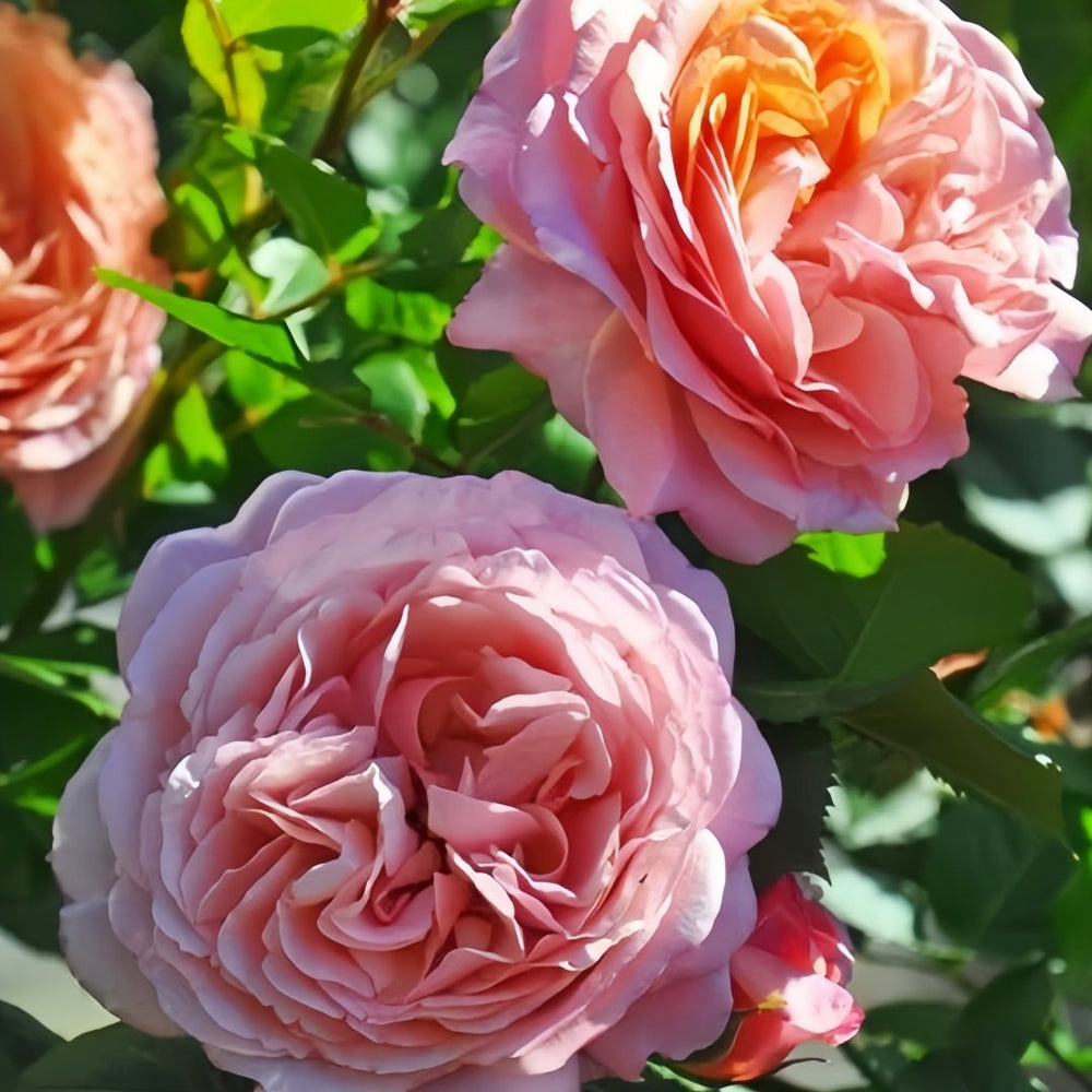 Partner Rose Plant｜伴侣 image 4