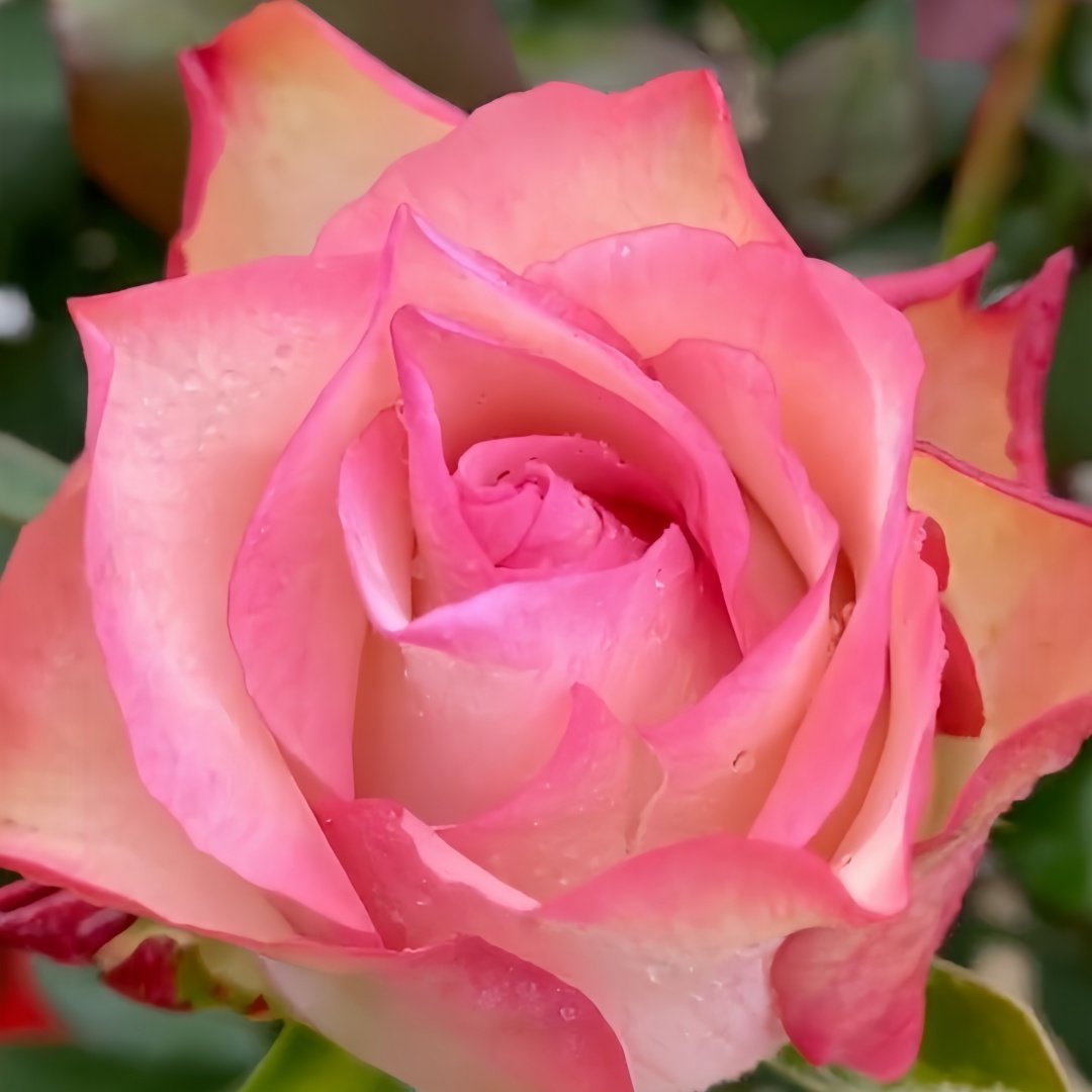 Tormenta Rose Plant｜托尔门塔 image 4