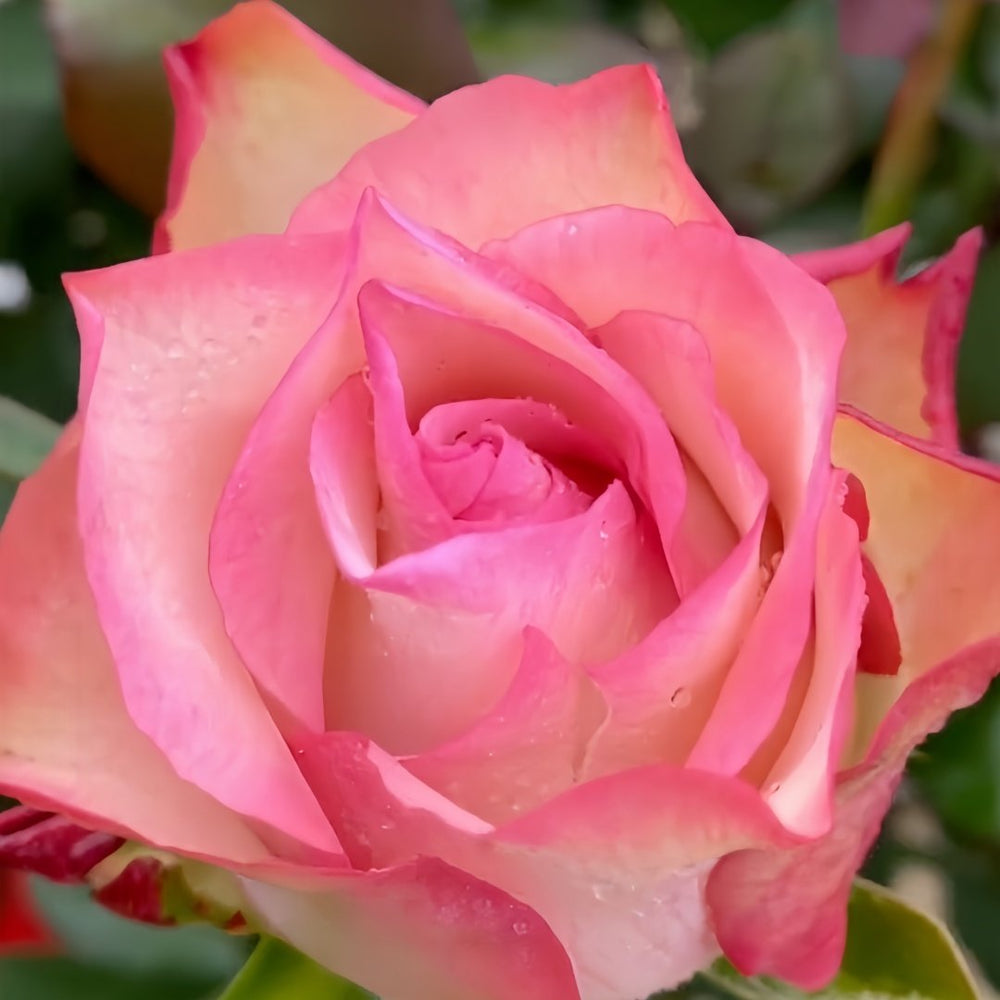 Tormenta Rose Plant｜托尔门塔 image 4