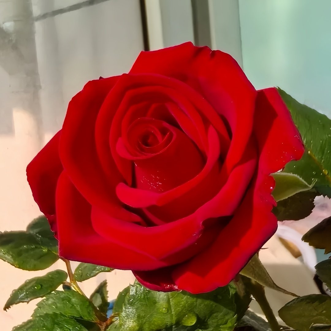 Red Bride Rose Plant ｜红新娘 image 5