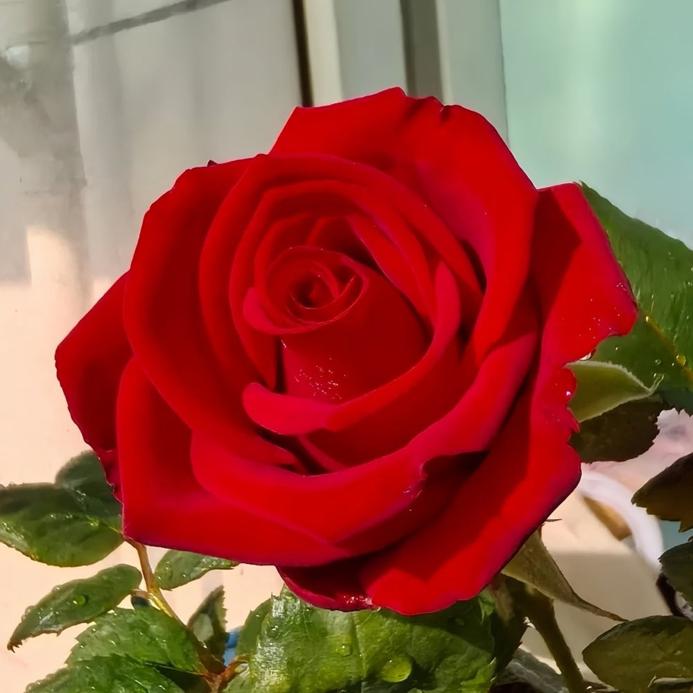 Red Bride Rose Plant ｜红新娘 image 5