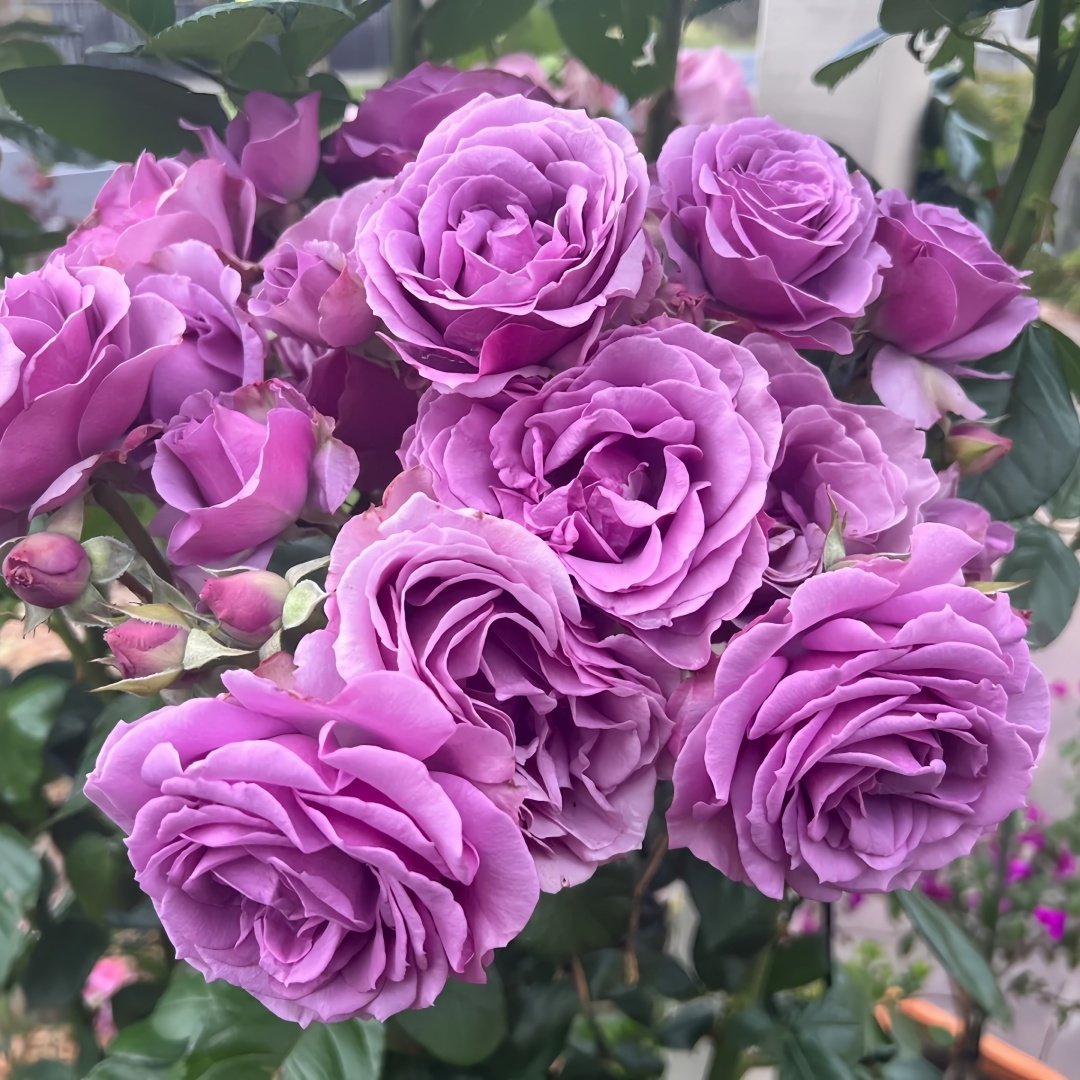 Quick Silver Rose Plant|快银 image 4