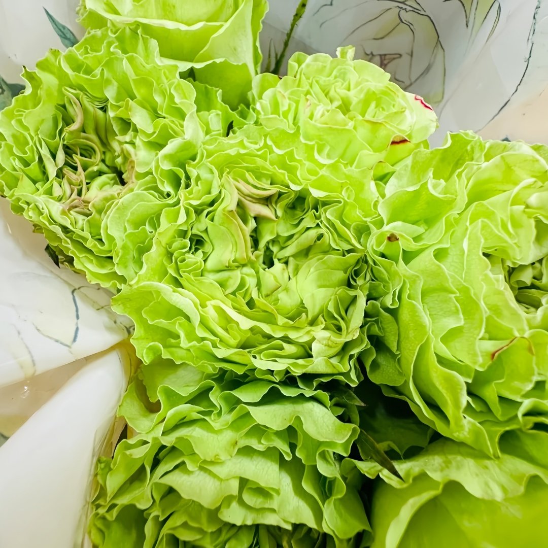 Super Green Rose Plant| 超级绿 image 4