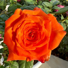 Copacabana Rose Plant｜卡巴酷吧拉 image 0