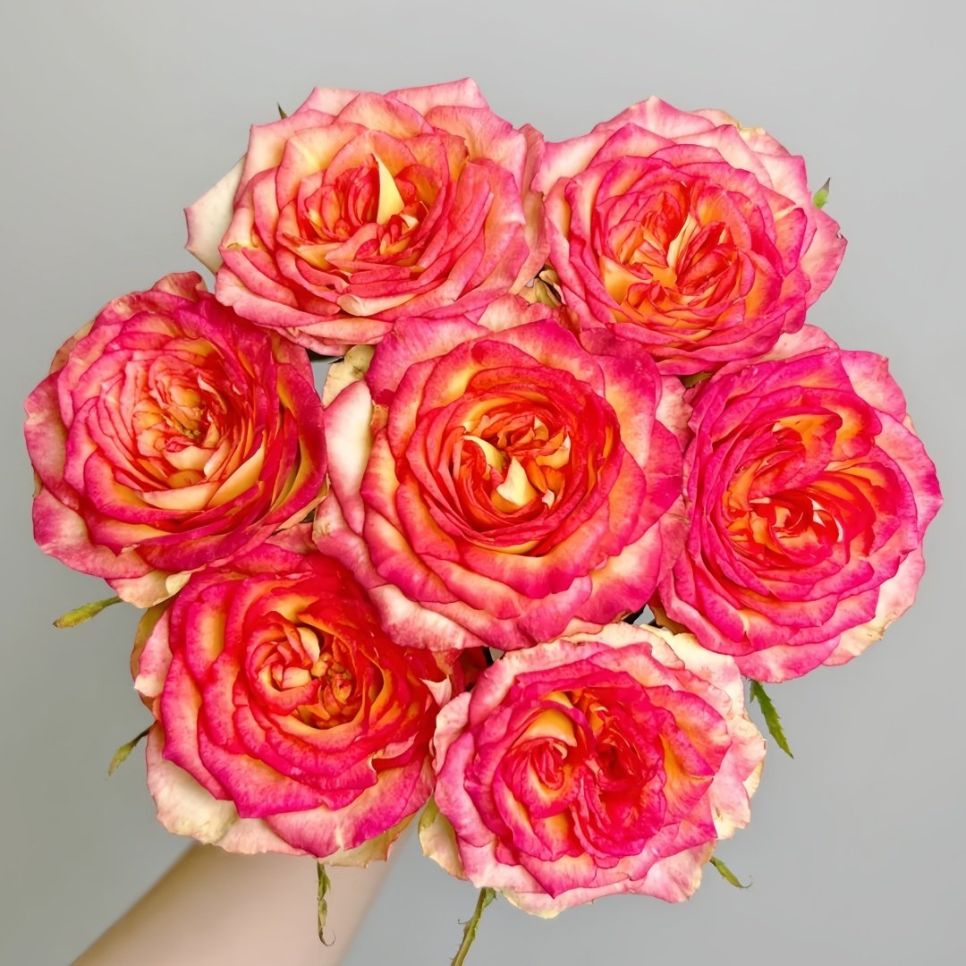 Norway forest Rose Plant｜挪威森林 image 3