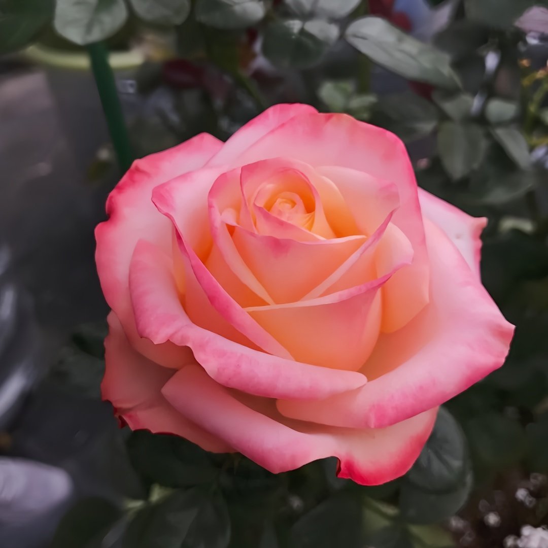 Lovely Heart Rose Plant｜心肝宝贝 image 4