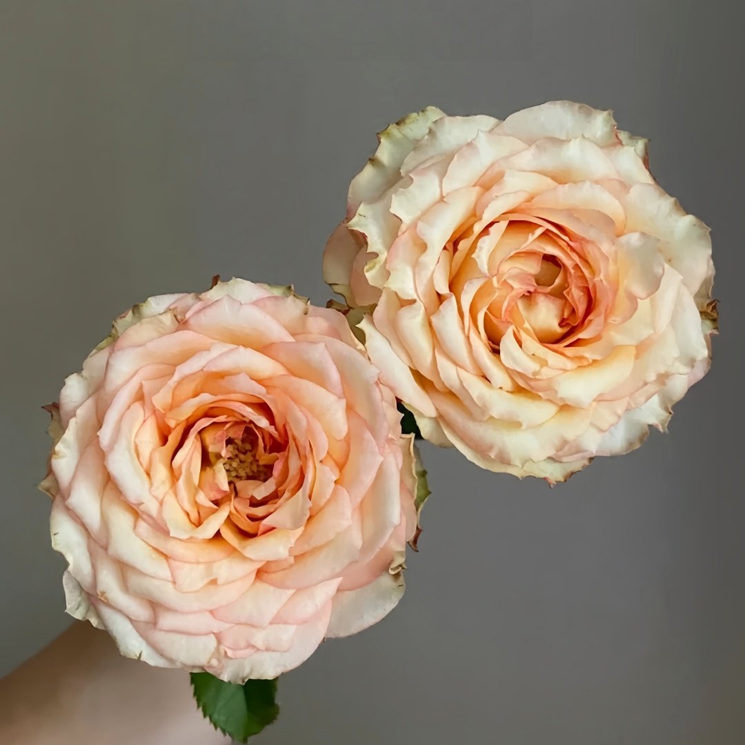 Garden City Rose Plant｜花园城市 image 1