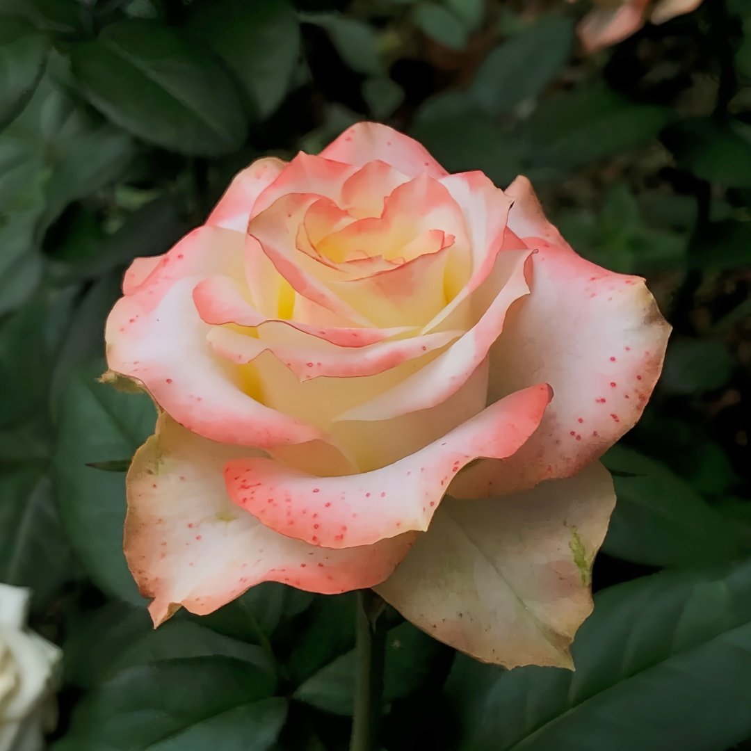 Avatar rose plant|阿凡达 image 6