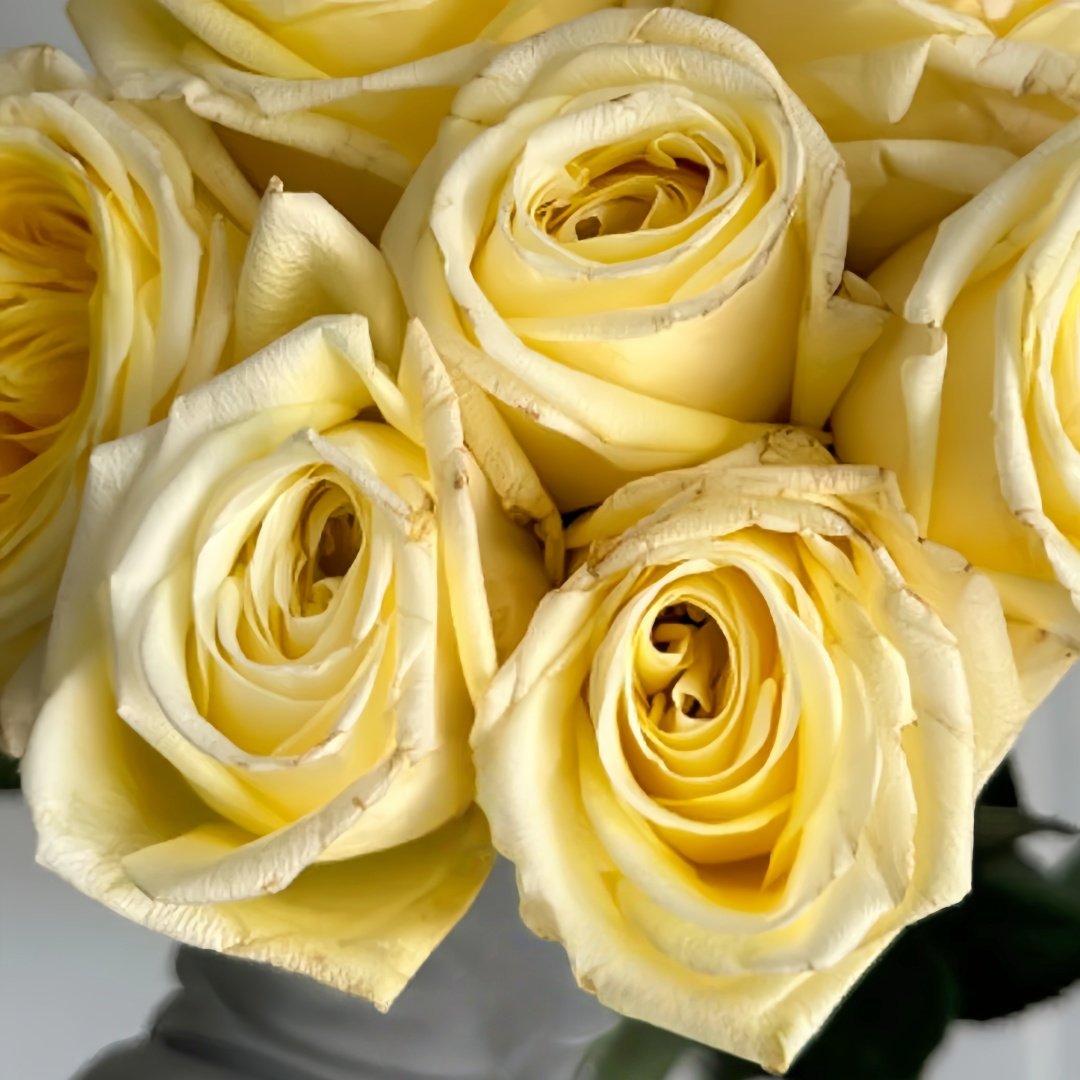 Good Day Sunshine Rose Plant|阳光灿烂的日子 image 3