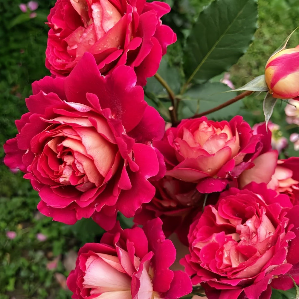 Dominique Massad Rose Plant｜马萨德医生 image 7
