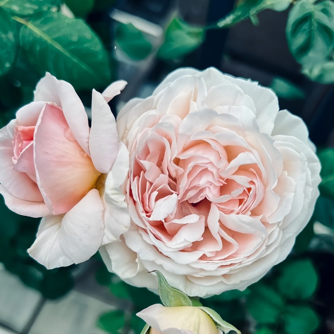 Kyouka Rose Plant|镜花 image 3