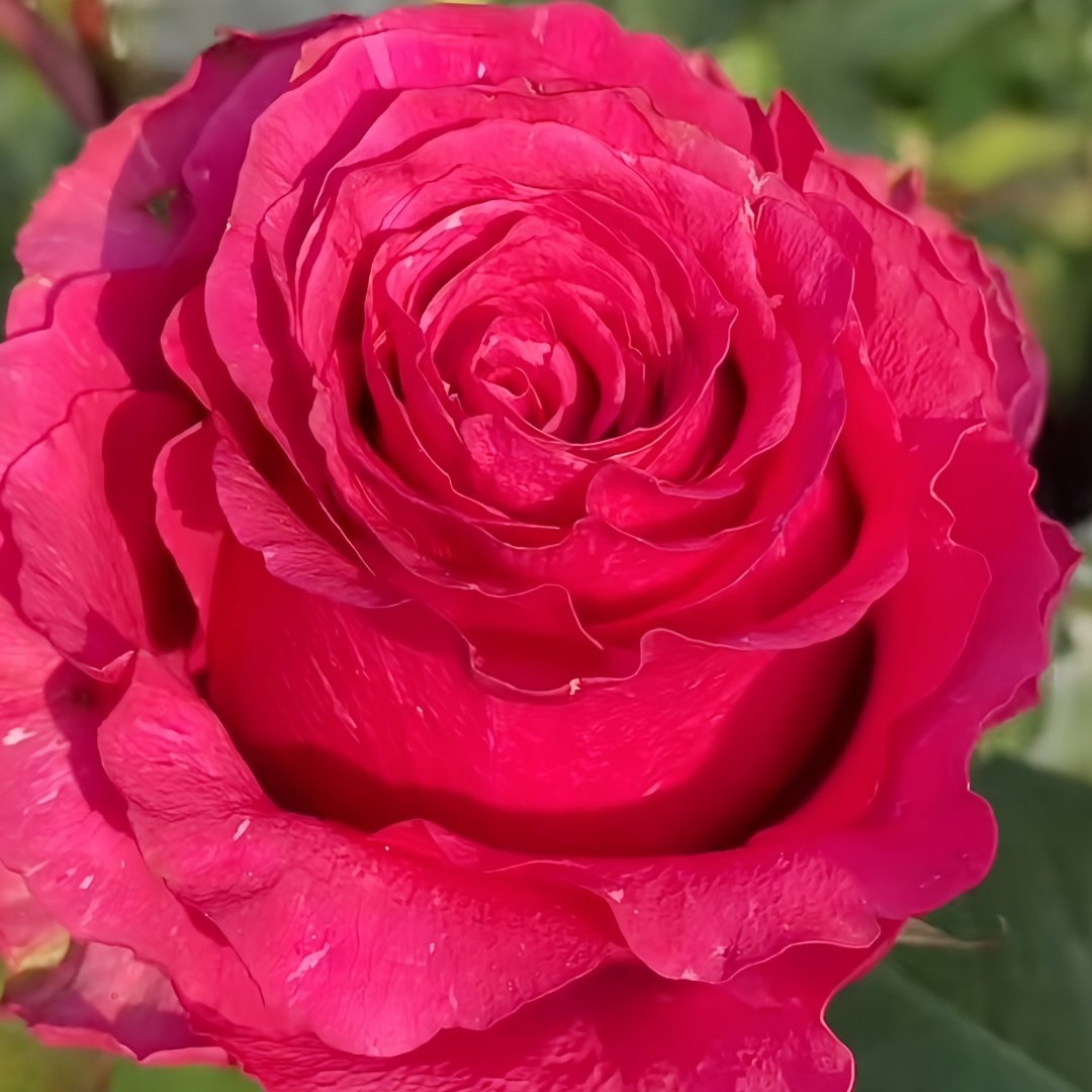 Hotspot Rose Plant｜热点 image 3