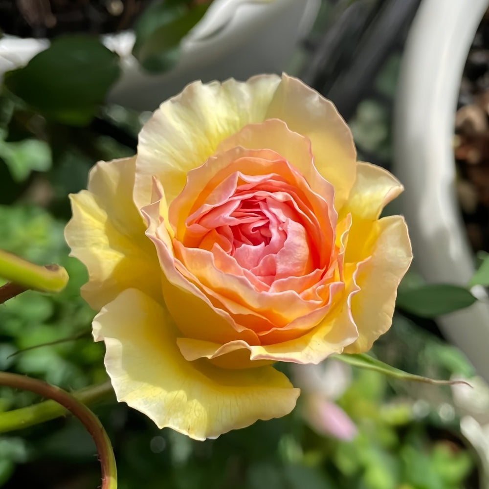 Kagerou Rose Plant｜蜉蝣 image 2