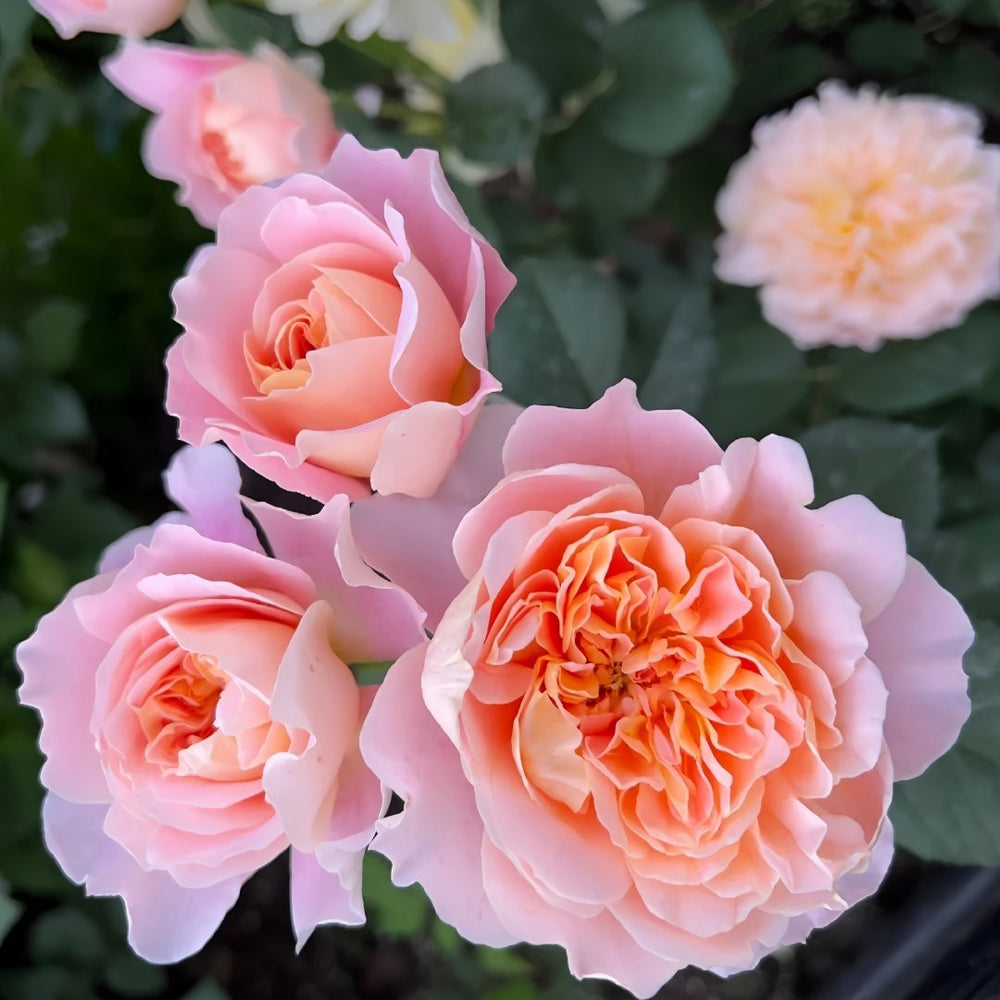 The Impressionist Rose Plant｜印象派 image 7