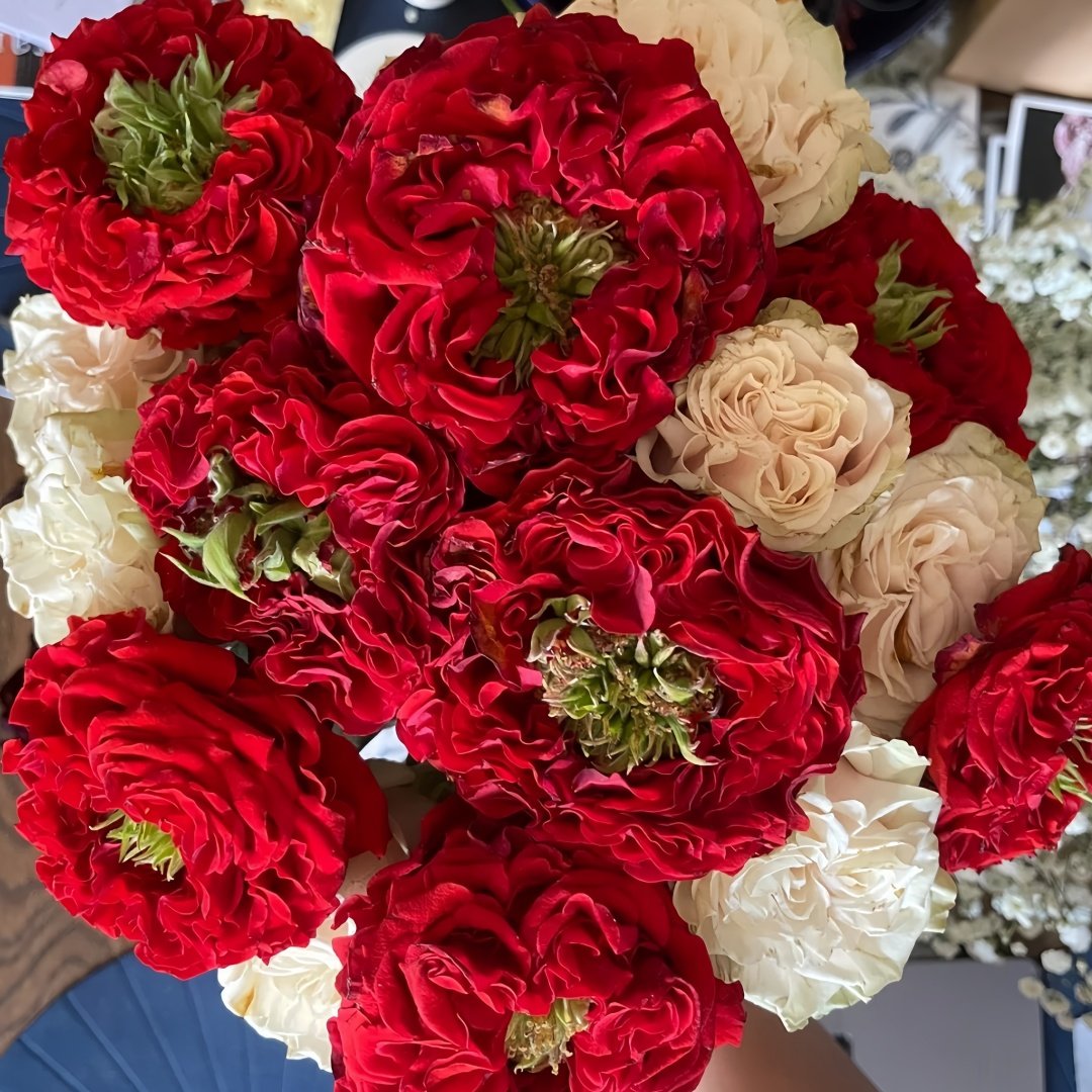 Red Eye Rose Plant｜红眼睛 image 5