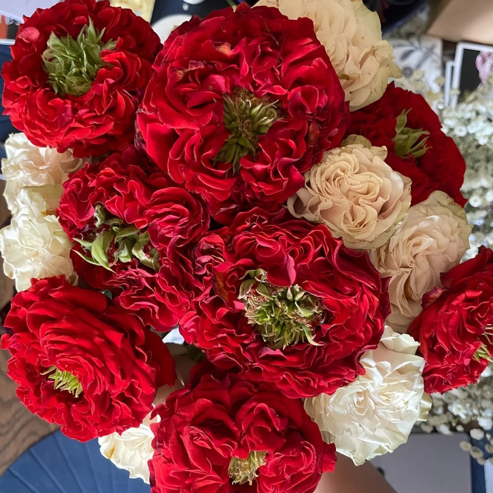 Red Eye Rose Plant｜红眼睛 image 5