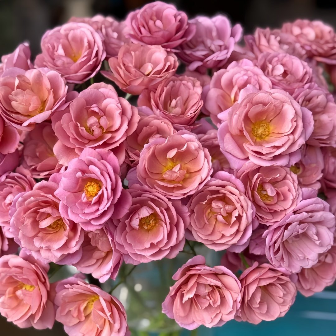 Aoi-fuga Rose Plant｜葵-风雅 image 3